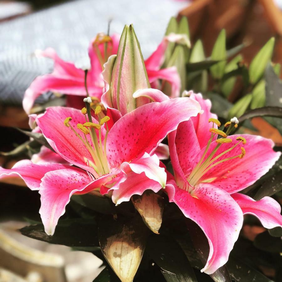 Chalet Madrisa كورفارا إنْ بادِيا المظهر الخارجي الصورة